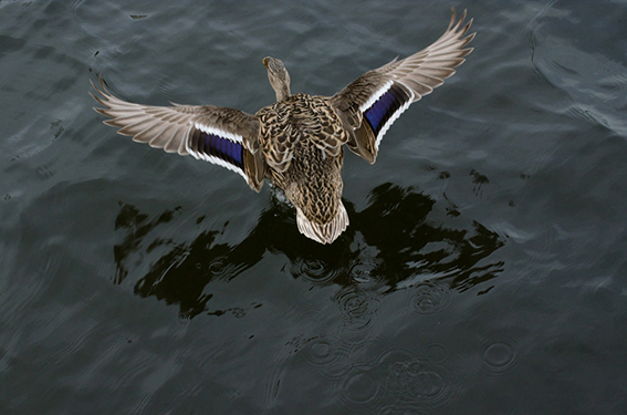 Duck over the water