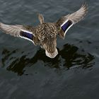 Duck over the water