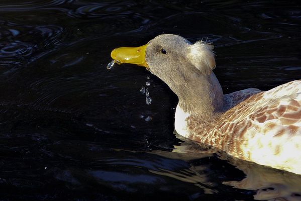 Duck playing in the water