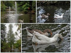 ..Duck Pond..