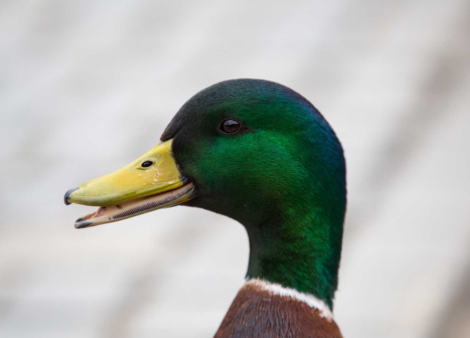 Duck Portrait