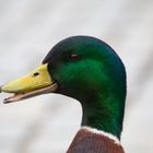 Duck Portrait