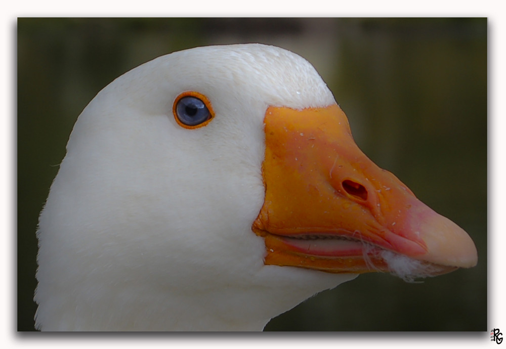 Duck portrait