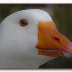 Duck portrait