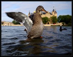 Duck - Posing...