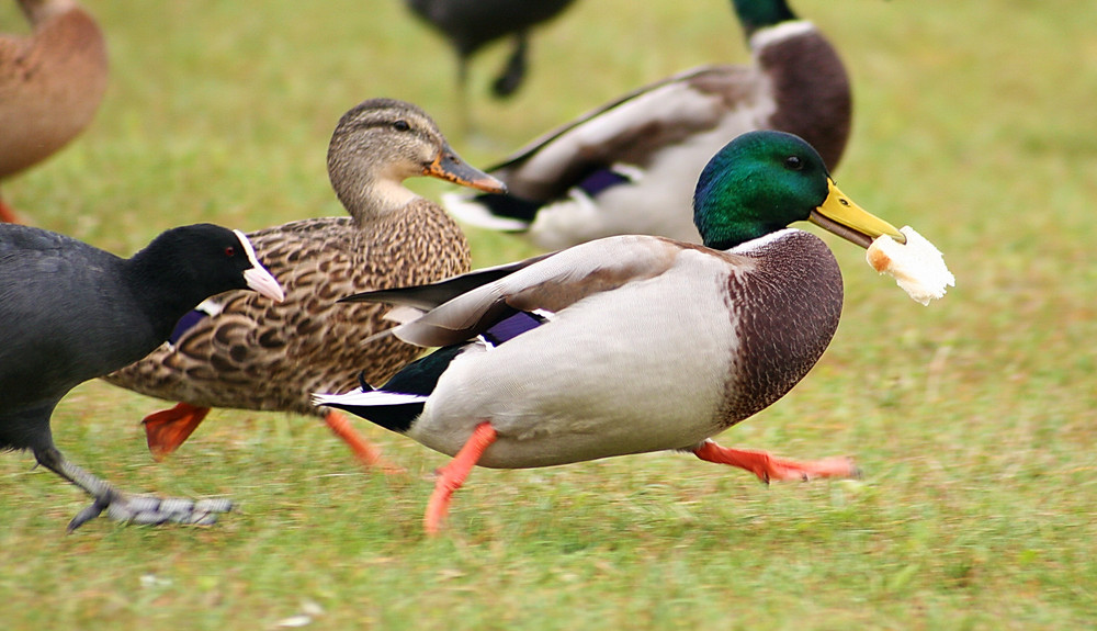 Duck Race