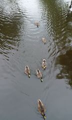 Duck-Race Nr. 1