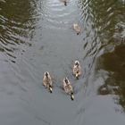 Duck-Race Nr. 1