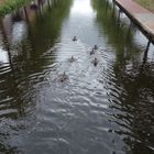 Duck-Race Nr. 2