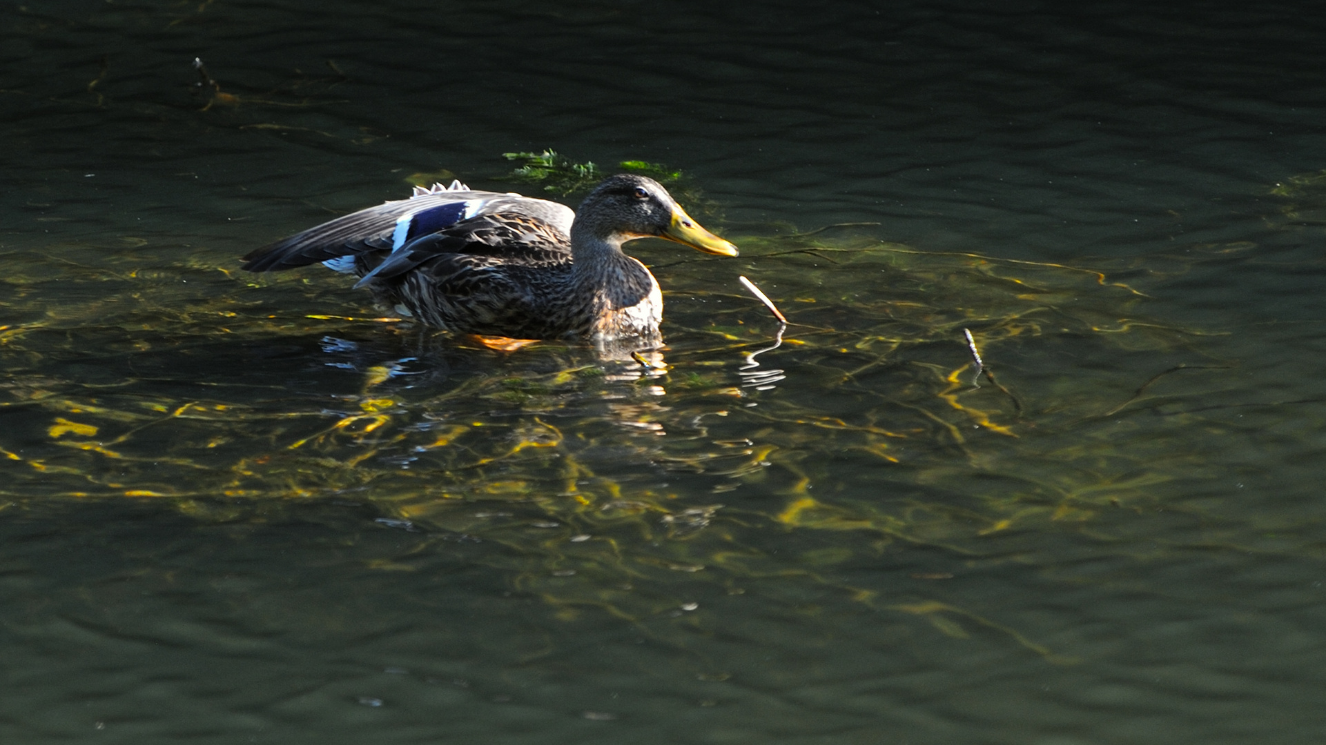 Duck show