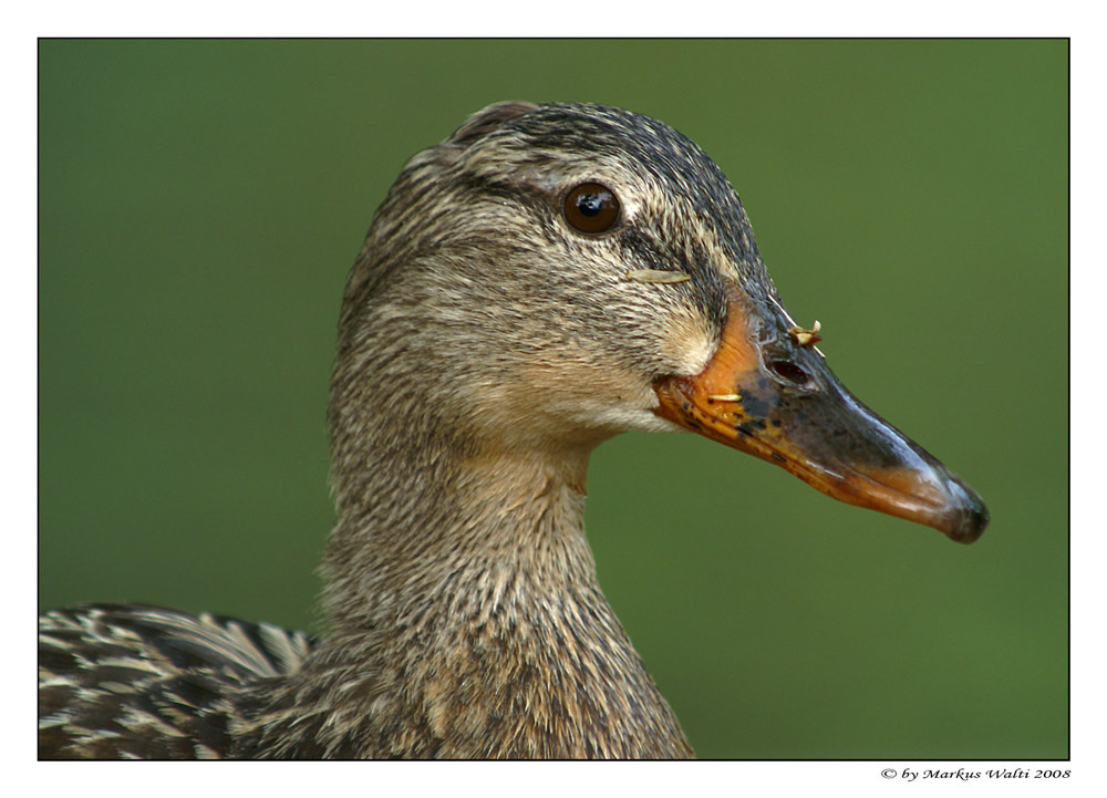 Duck stories I