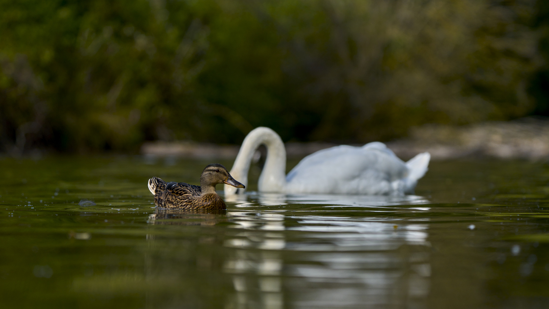 Duck & Swan 