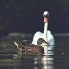 Duck & Swan 
