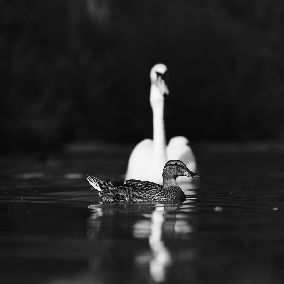 Duck & Swan 