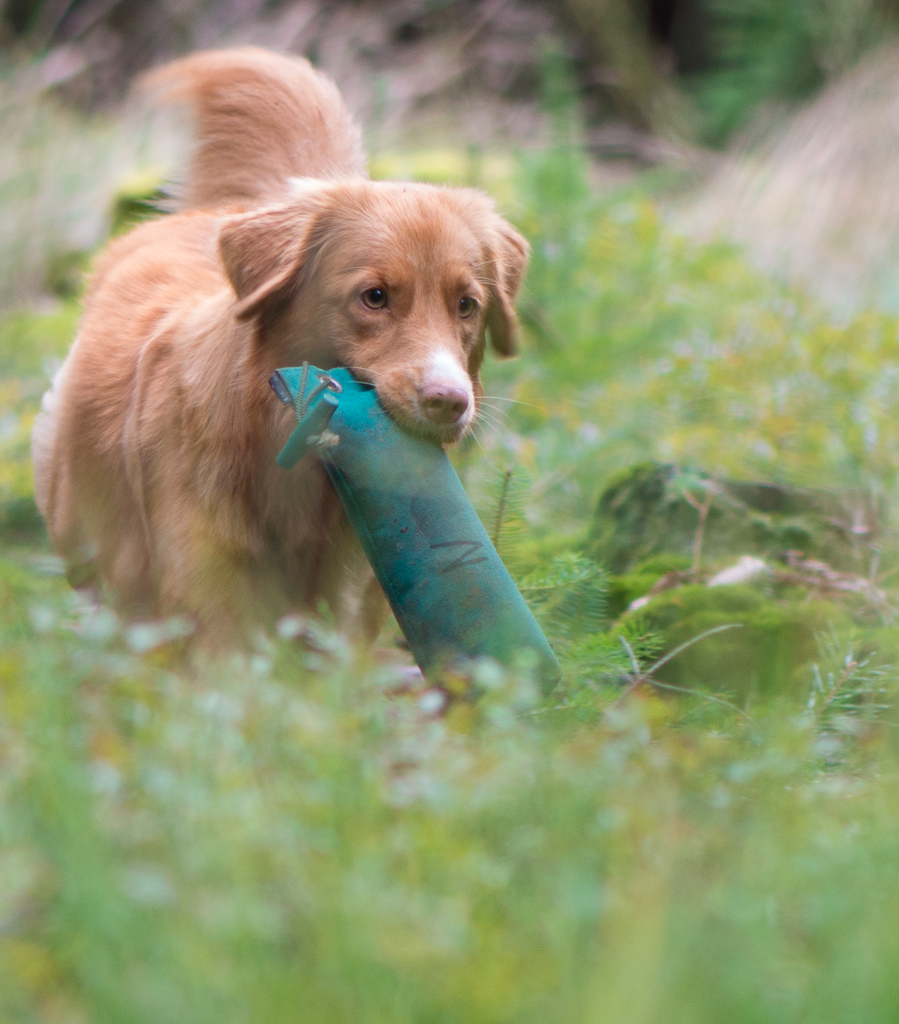 Duck Tolling Retriever