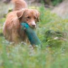 Duck Tolling Retriever