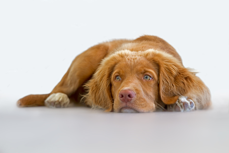 Duck Tolling Retriever