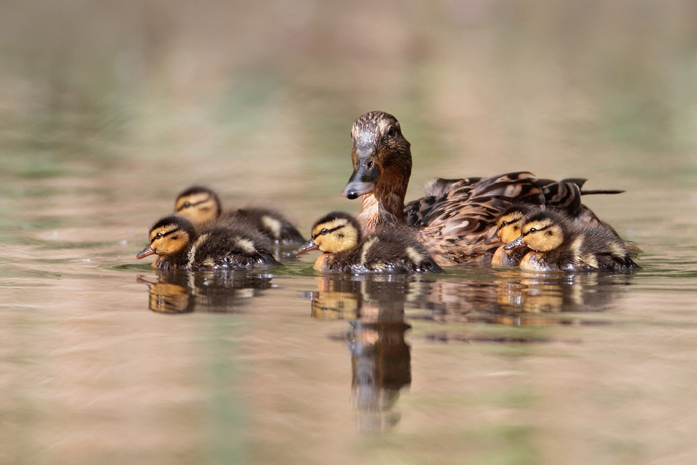 duck tours