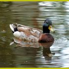 Duck van Castle Pillnitz