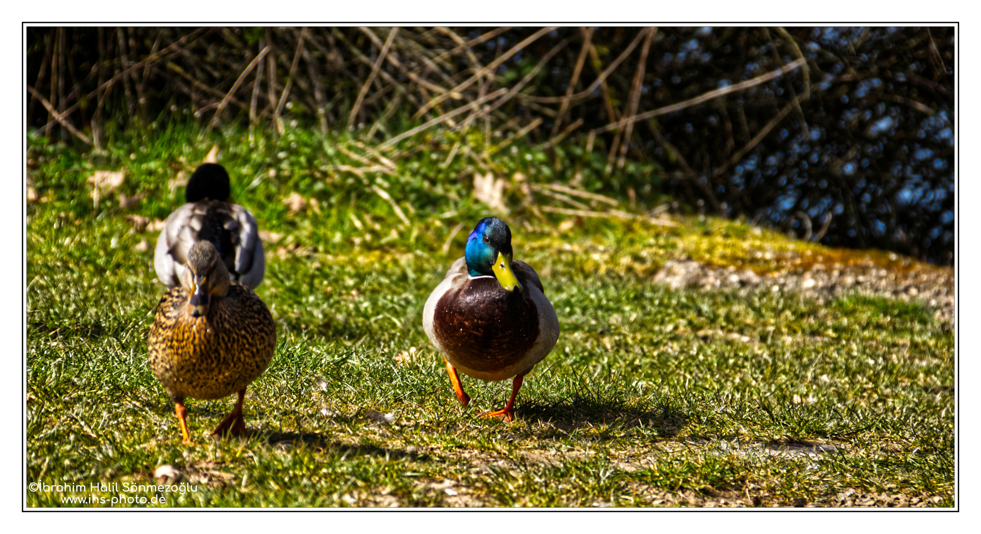 Duck-Walk