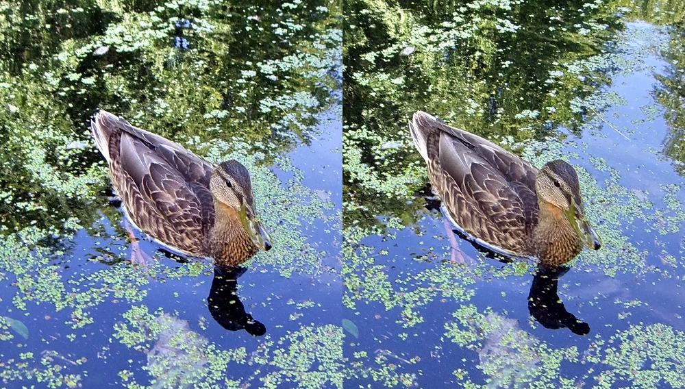 Duck (x view 3D)