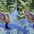 Duck (x view 3D)