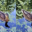 Duck (x view 3D)