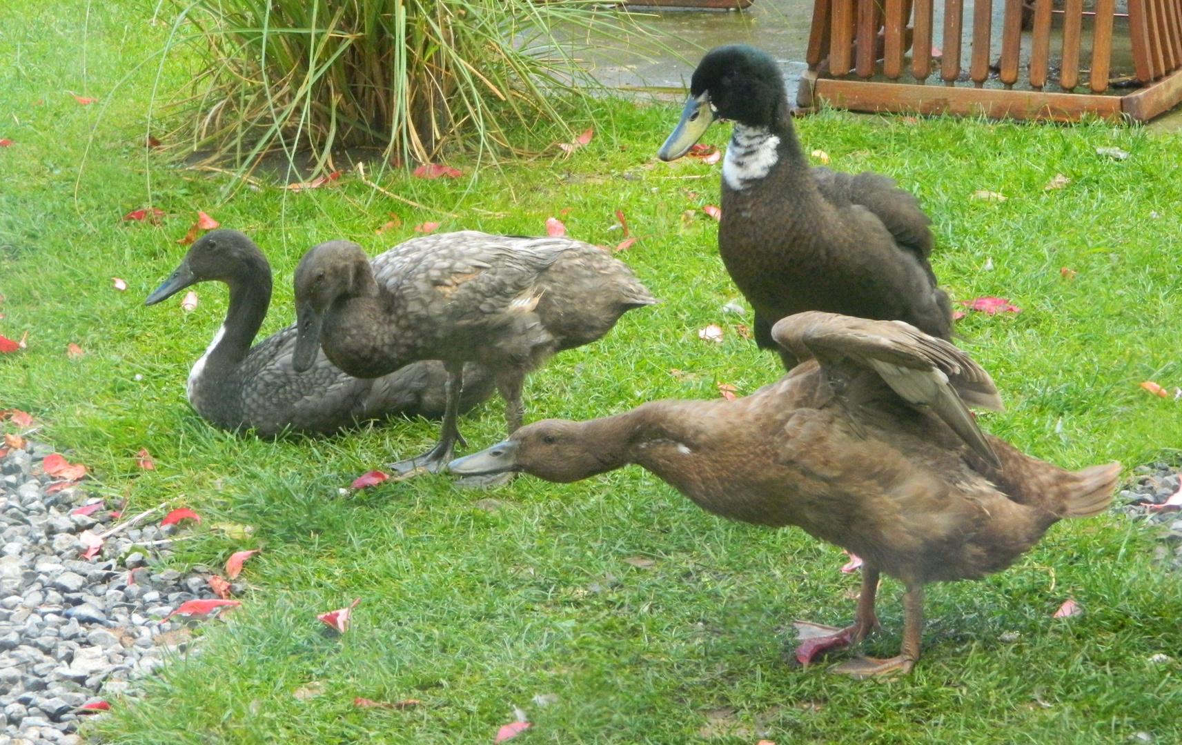 Duck Yoga