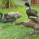 Duck Yoga