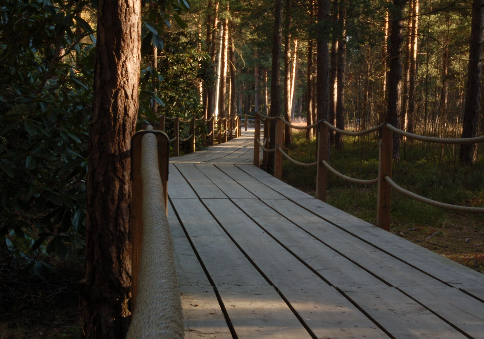 Duckboards in Rododendron park