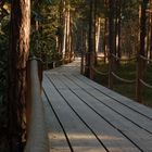 Duckboards in Rododendron park