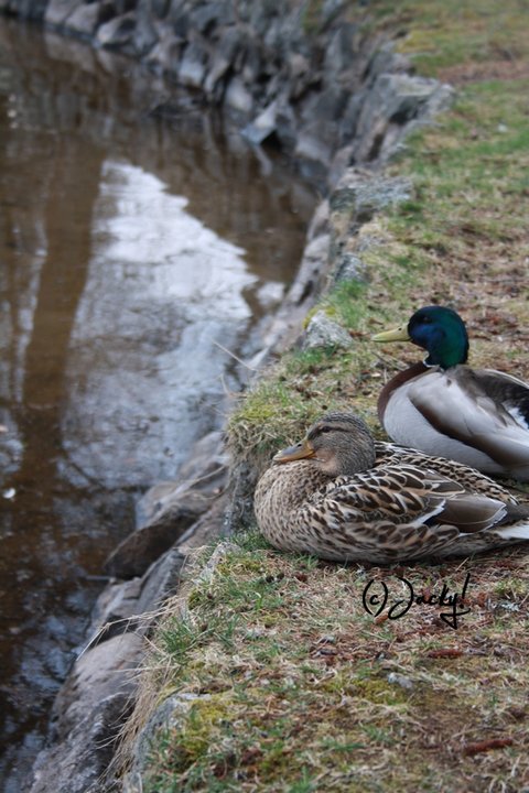 Duckcouple