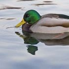 Duck_en