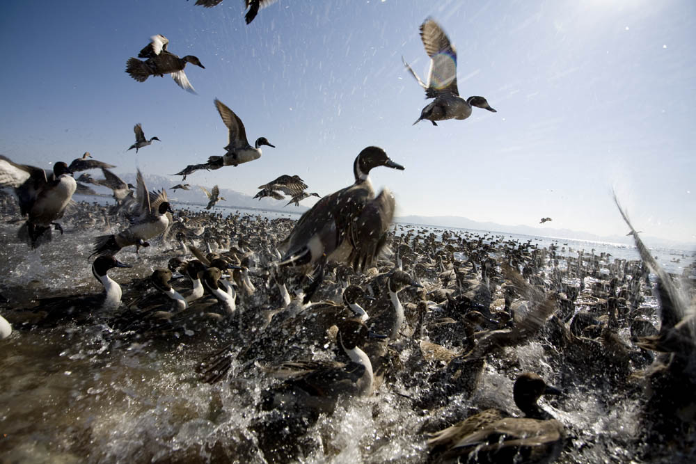 Duckes at Lake Inawashiro Alts Bandai Japan