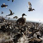 Duckes at Lake Inawashiro Alts Bandai Japan
