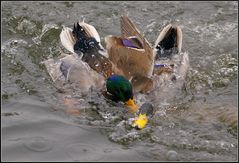 Duckfight