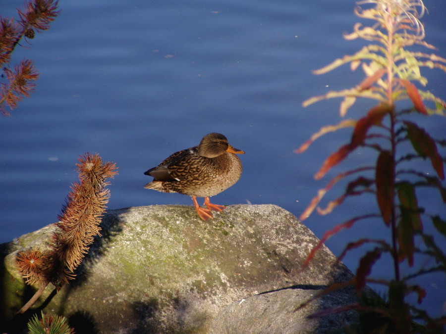 Duckie on Strbske mountain lake [High Tatras].