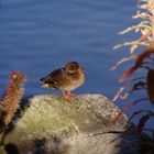 Duckie on Strbske mountain lake [High Tatras].