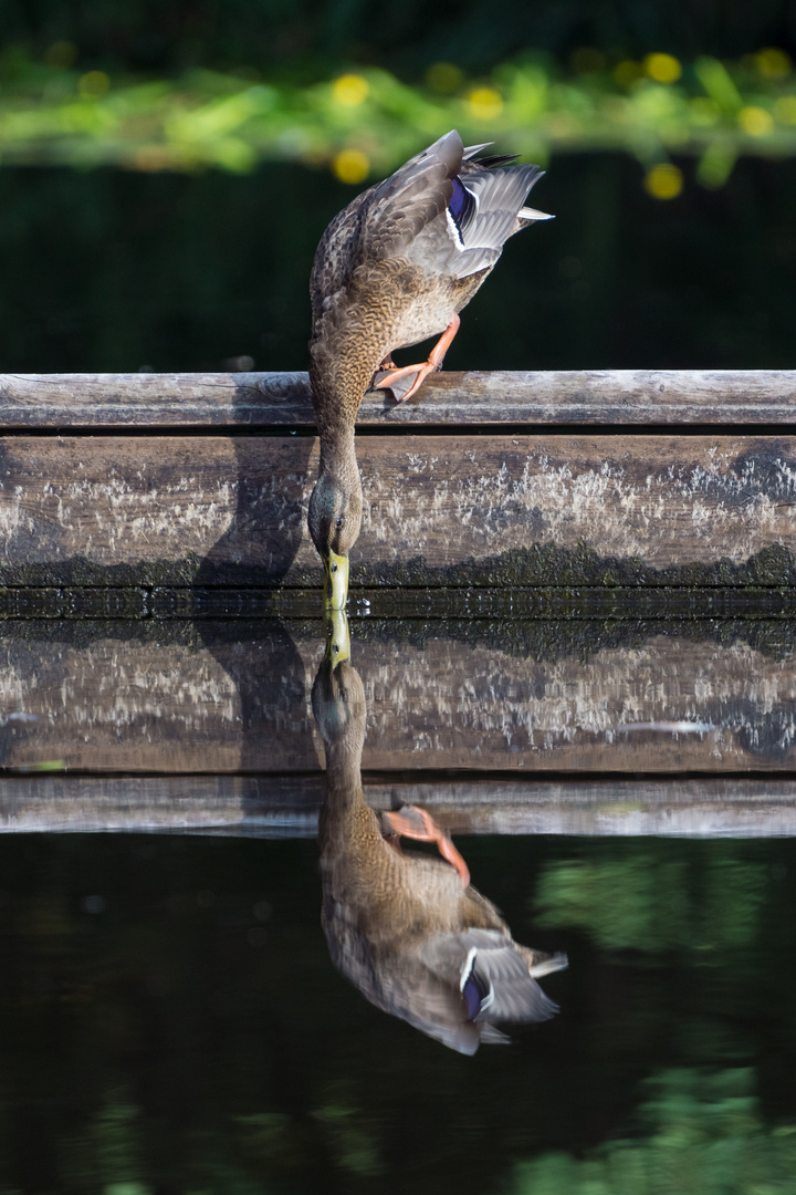 Duckkiss