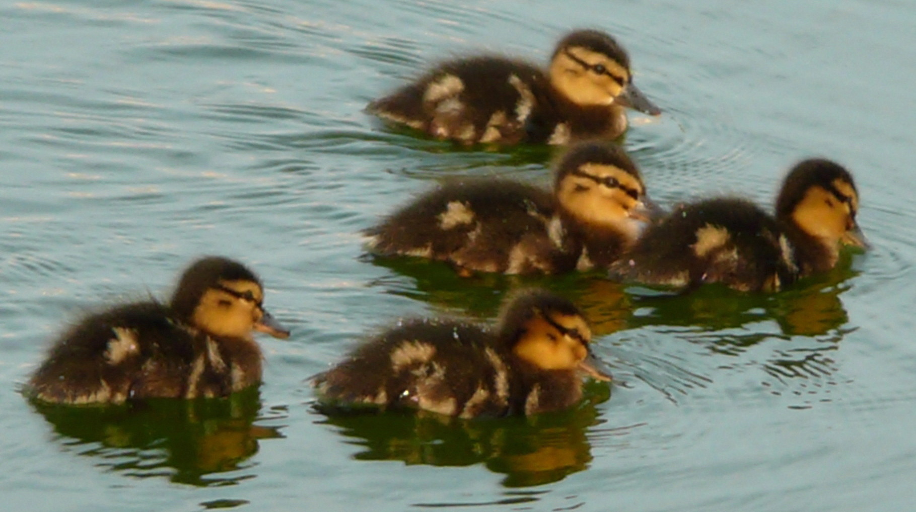 duckling 2