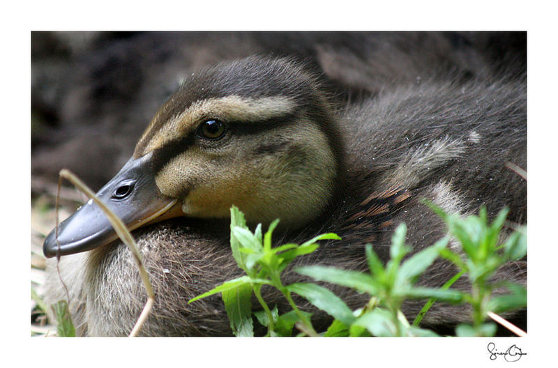 Duckling