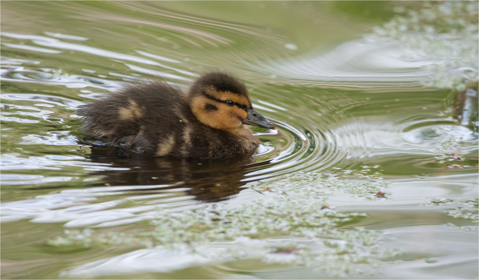 Duckling