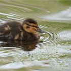 Duckling