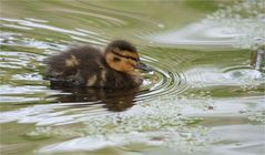 Duckling