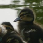 duckling