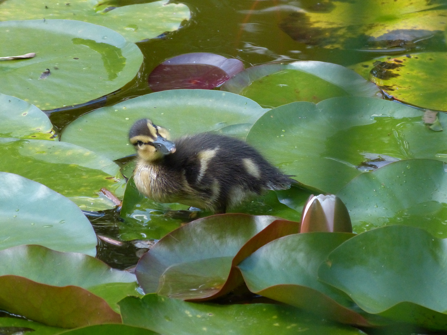 Duckling