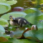 Duckling