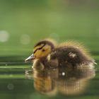 duckling