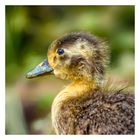 Duckling Portrait