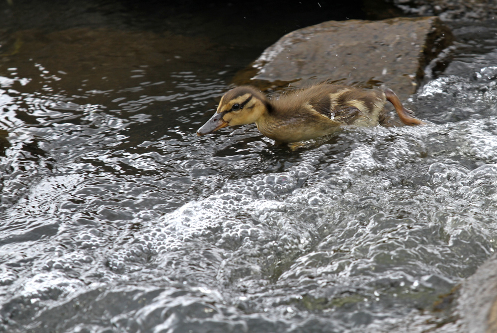 Duckling - Rafting...